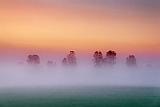 Trees In Dawn Mist_15037